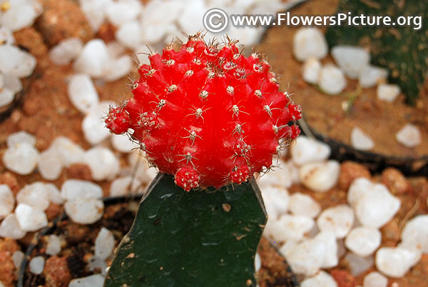 Gymnocalycium mihanovichii red head