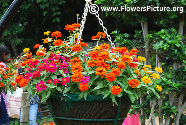 Hanging basket with zinnia