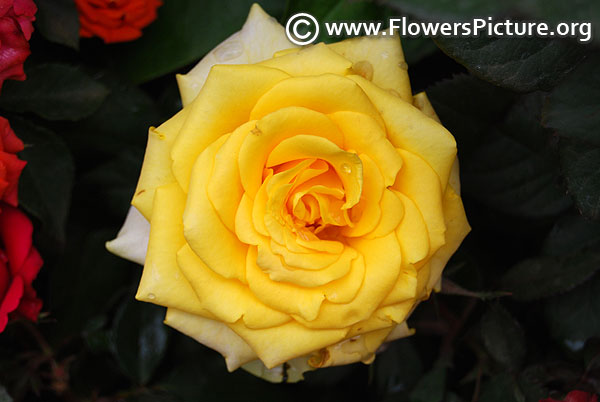 Happy golden wedding rose