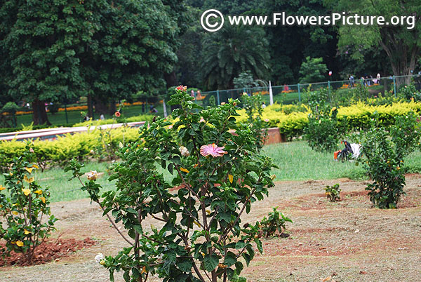 Hibiscus garden lalbagh