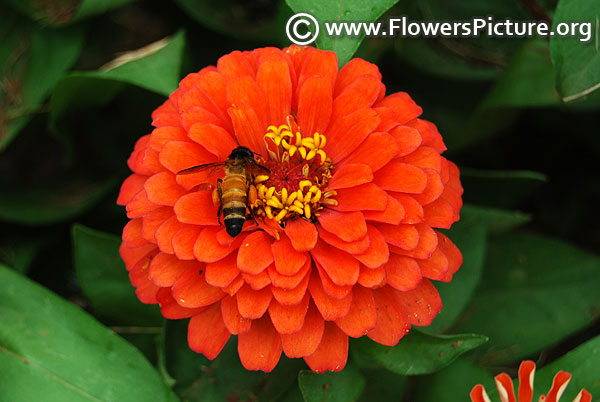 Honey bee on orange zinnia