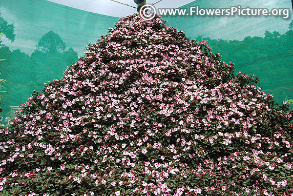 Impatiens hawkeri flower mountain