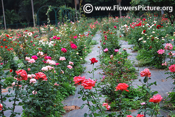 Lalbagh rose garden