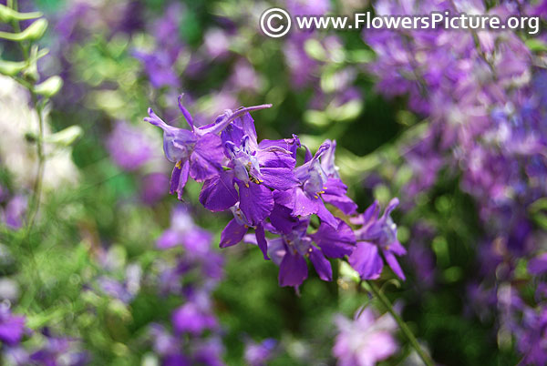 Larkspur purple lalbagh 2017