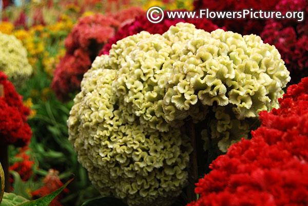 Lemon lime celosia cristata