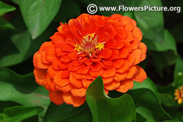 Magellan orange zinnia