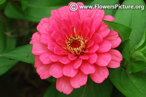 Magellan pink zinnia elegans