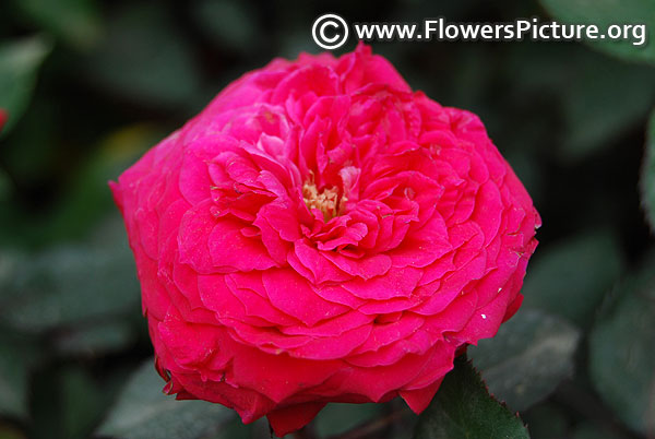 Magenta miniature rose