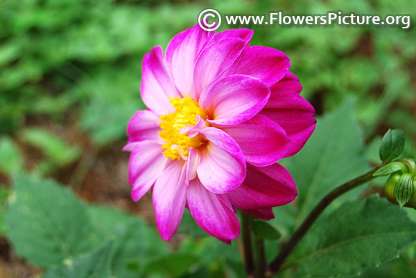 Magenta white dahlia