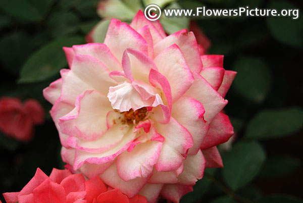 Magic carousel rose lalbagh 2017