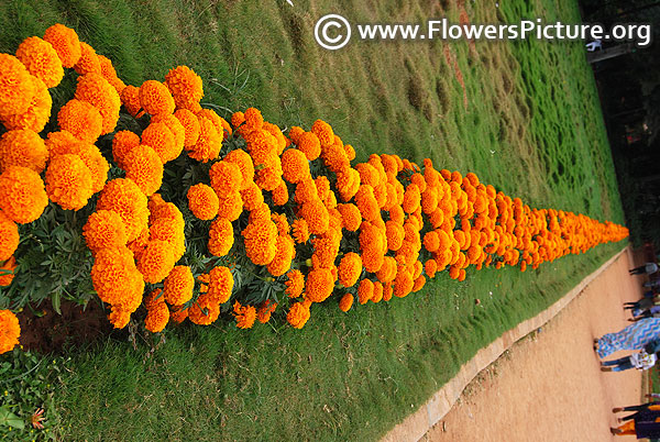 Marigold garden border 2017