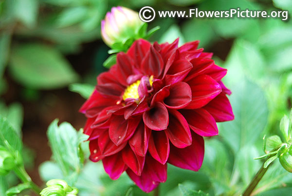 Maroon and magenta dahlia