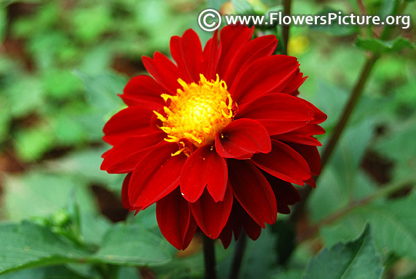 Maroon dahlia border variety