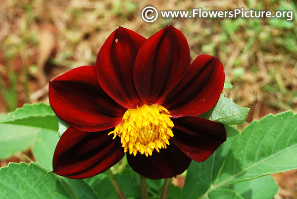 Maroon dwarf dahlia