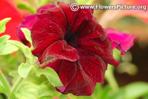 Maroon petunia