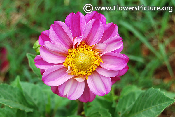 Miniature dahlia