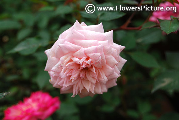 Miniature pink rose lalbagh garden 2017