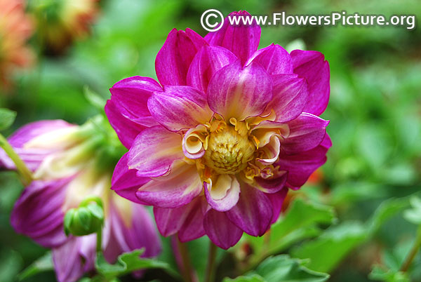 Miniature purple white dahlia