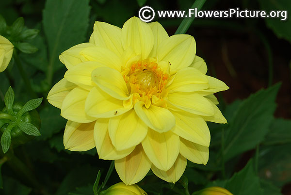 Miniature yellow dahlia border variety