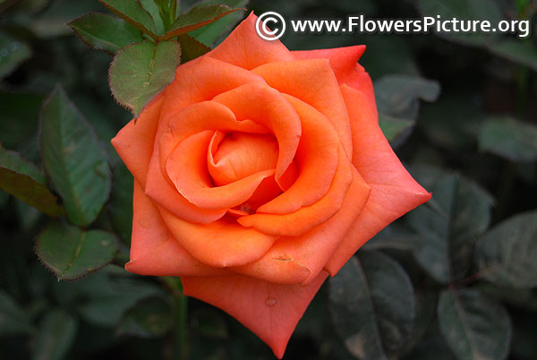 Miracle rose coral orange