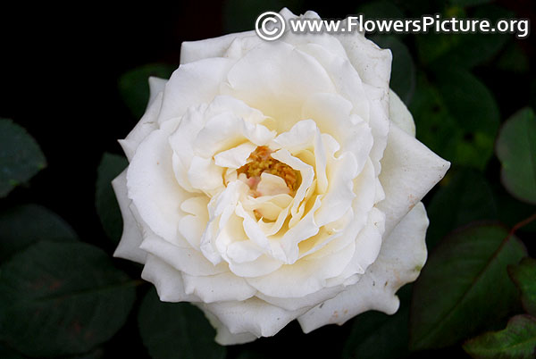 Moondance floribunda rose