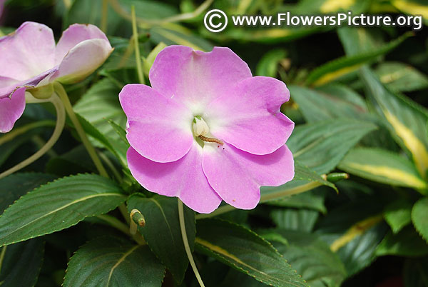 New guinea impatiens divine lavender