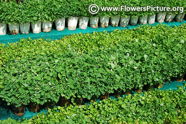 Organic home garden fenugreek and coriander