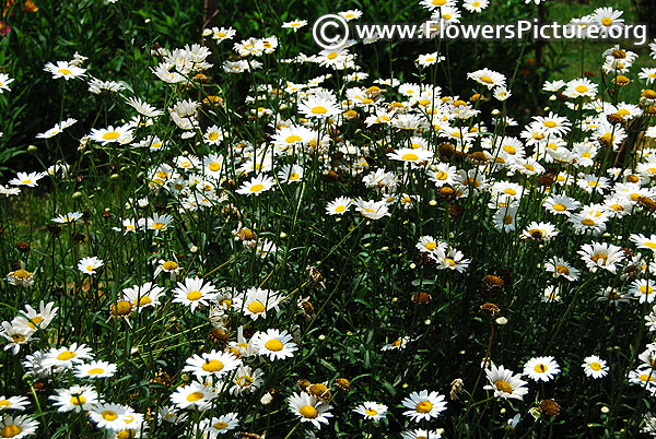 Leucanthemum vulgare