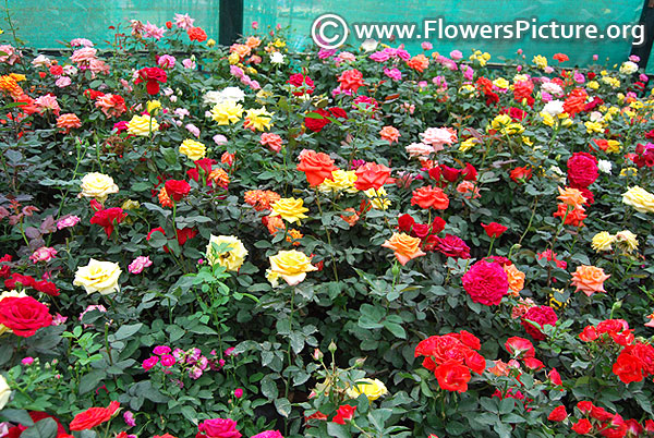 Patio roses varieties