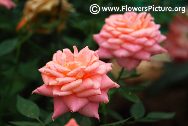 Peach patio rose