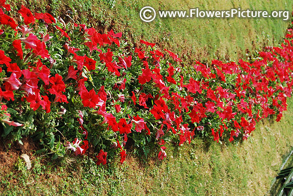 Petunia border