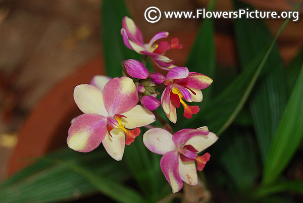 Phalaenopsis bellina