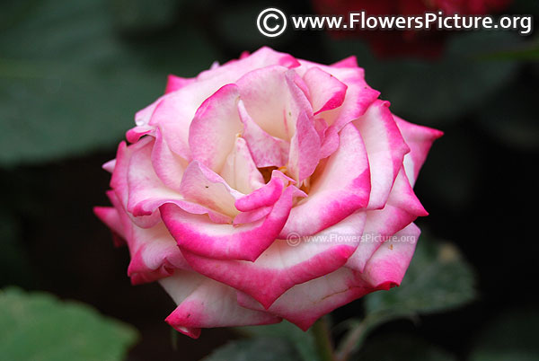 Pink and white rose lalbagh 2017