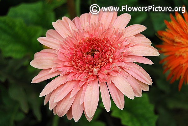 Pink gerbera daisy 2017