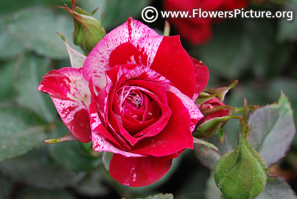 Pinstripe miniature rose