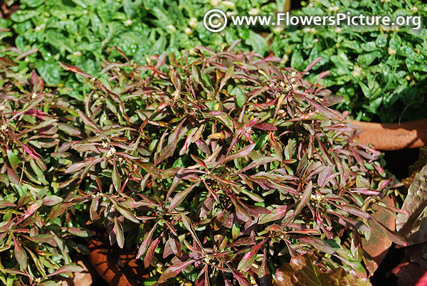 Ponnanganni keerai-Dwarf copperleaf