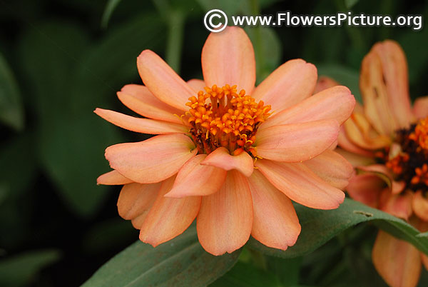 Profusion apricot zinnia