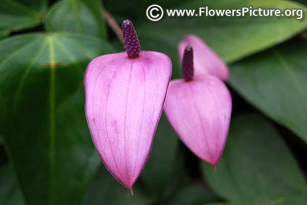 Purple anthurium 2017