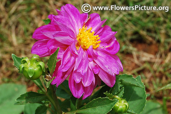 Purple dwarf dahlia