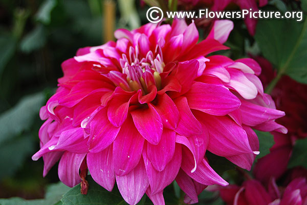 Purple white dinner plate dahlia