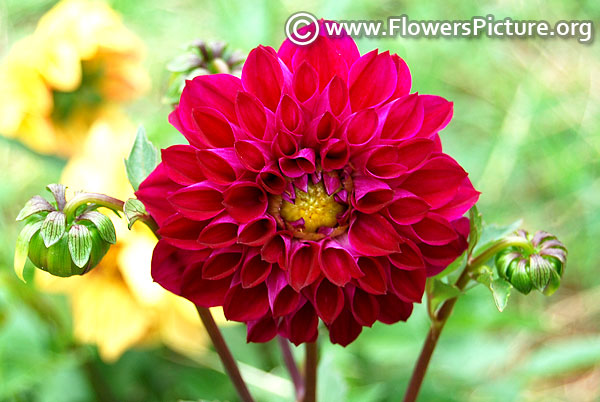 Raspberry dahlia