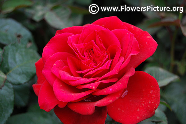 Raspberry red rose lalbagh 2017
