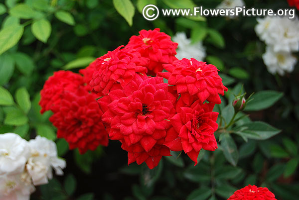 Red miniature cascade rose