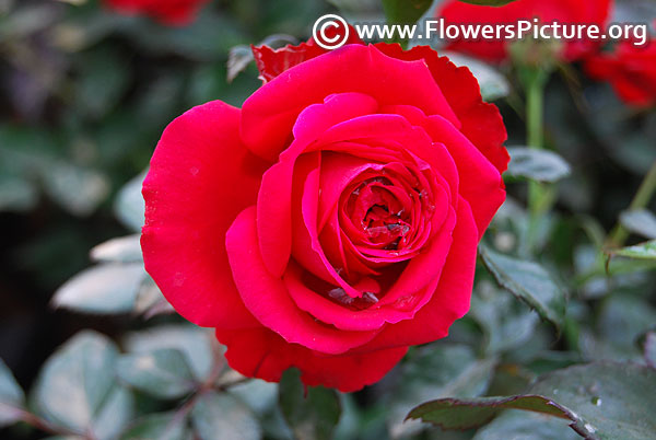 Red rose lalbagh 2017