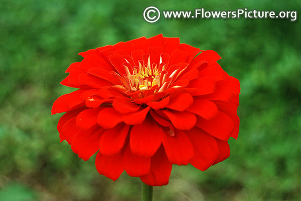 Red zinnia hd image