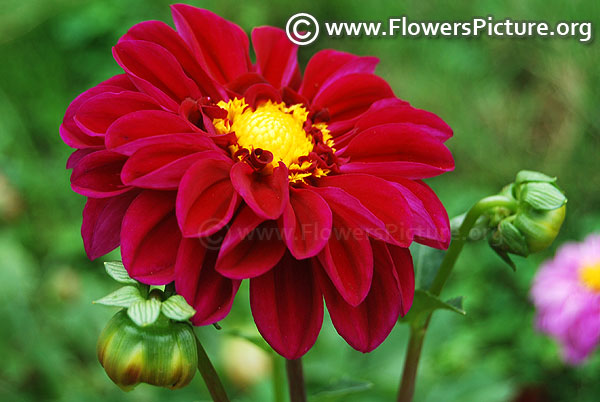 Ruby red dahlia dwarf variety