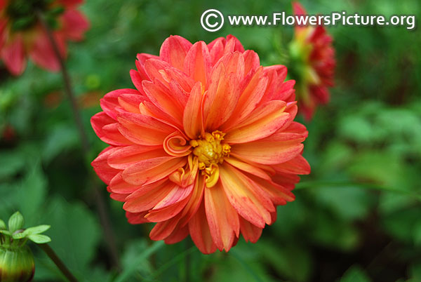 Salmon pink dahlia