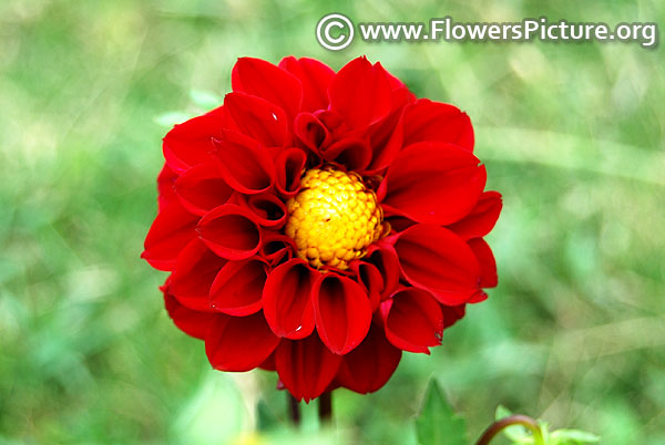 Scarlet red dahlia