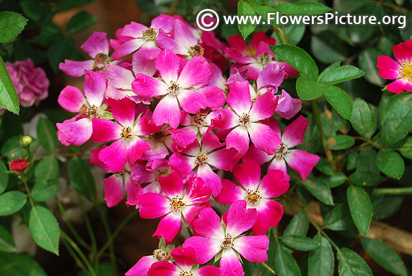 Scented carpet rose