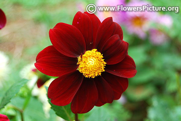 Single flowered dahlia